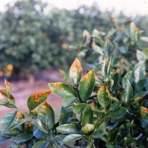 thumbnail for publication: Molybdenum (Mo) and Nickel (Ni) for Citrus Trees